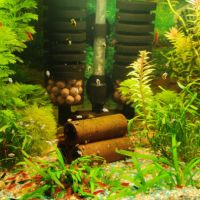 Crevettes neocaridina davidi #1