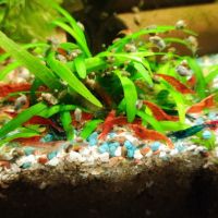 Crevettes neocaridina davidi #2