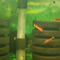 Crevettes neocaridina davidi #3