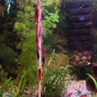 Crevettes neocaridina davidi #0