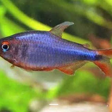Hyphessobrycon wadai