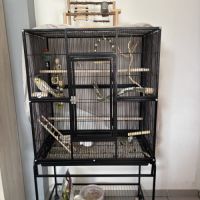 Callopsite élever main +cage+accesoire+nourriture