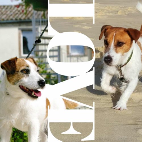 Chiot jack russell terrier lof