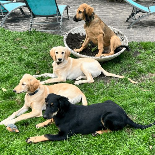 Chiots croisés lévrier