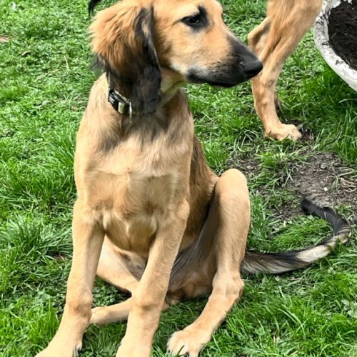 Chiots croisés lévrier #5