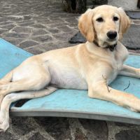 Chiots croisés lévrier #1