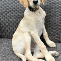 Chiots croisés lévrier #2