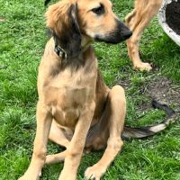 Chiots croisés lévrier #5