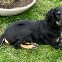 Chiots croisés lévrier #6