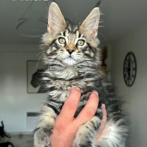 Chatons maine coon
