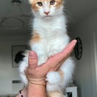 Chatons maine coon #2