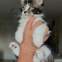 Chatons maine coon #3