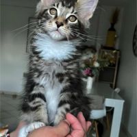 Chatons maine coon #4