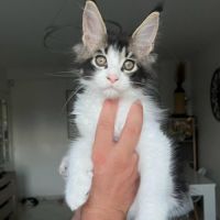 Chatons maine coon #5