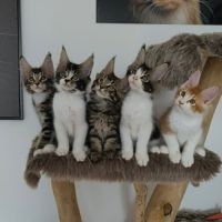 Chatons maine coon #6