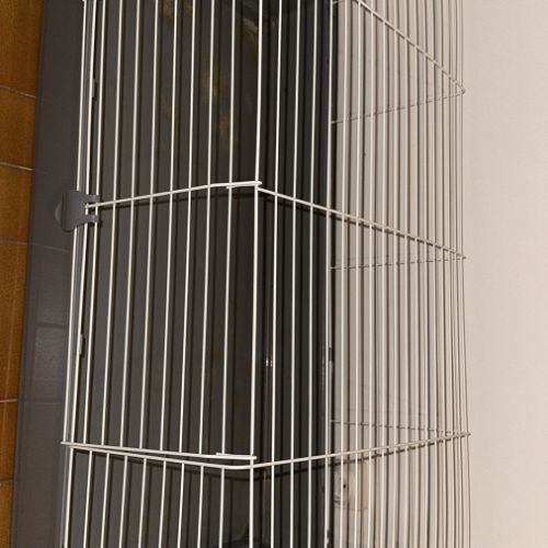 Cochon dinde péruvien à vendre #0