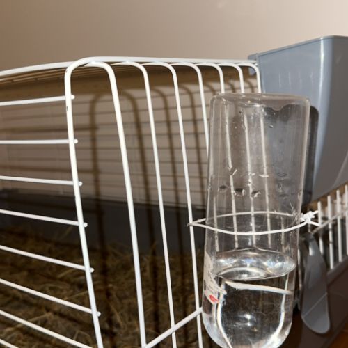 Cochon dinde péruvien à vendre #3