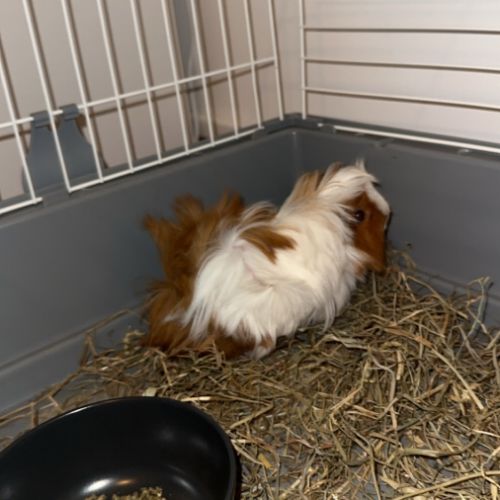 Cochon dinde péruvien à vendre #4