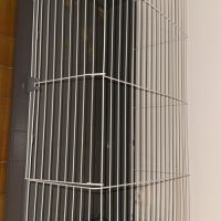 Cochon dinde péruvien à vendre