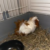 Cochon dinde péruvien à vendre #4