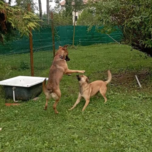 Vroom jeune xberger #3