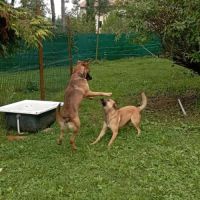 Vroom jeune xberger #3