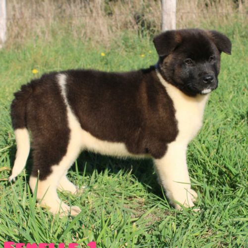 Chiots akita américain disponible immédiatement #1