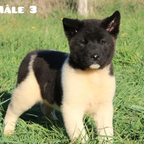 Chiots akita américain disponible immédiatement #4