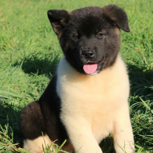 Chiots akita américain disponible immédiatement #5
