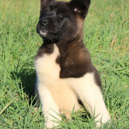 Chiots akita américain disponible immédiatement #6