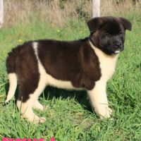Chiots akita américain disponible immédiatement #1