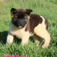 Chiots akita américain disponible immédiatement