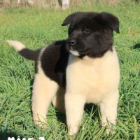 Chiots akita américain disponible immédiatement #3