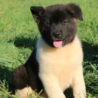 Chiots akita américain disponible immédiatement #5