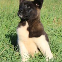 Chiots akita américain disponible immédiatement #6
