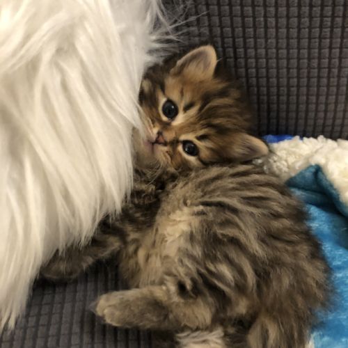 Magnifiques chatons sibériens à vendre