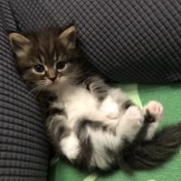 Magnifiques chatons sibériens à vendre #1