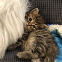 Magnifiques chatons sibériens à vendre #0