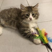 Magnifiques chatons sibériens à vendre #3