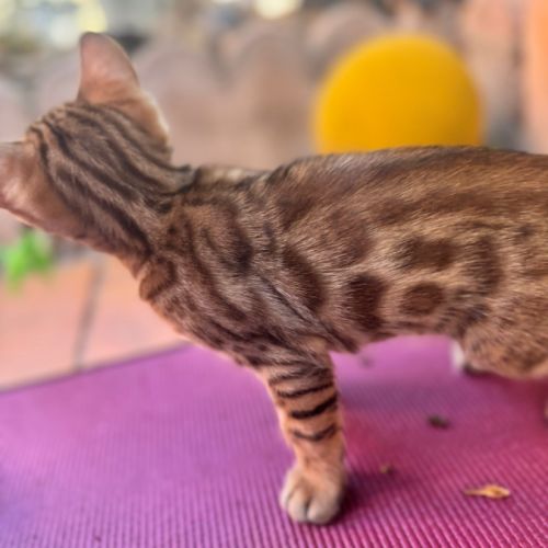 Chatons bengal loof #2