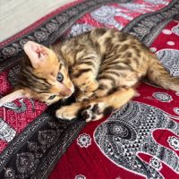 Chatons bengal loof #0