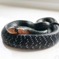 Serpents indigo à vendre