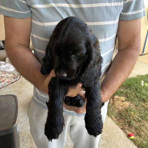 Cocker anglais spaniel #1