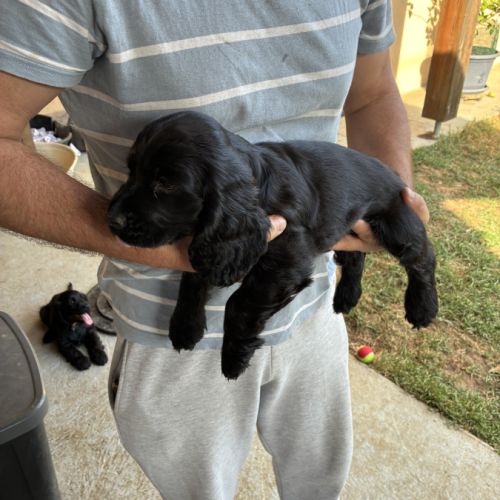 Cocker anglais spaniel #2