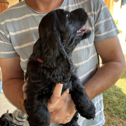 Cocker anglais spaniel #3