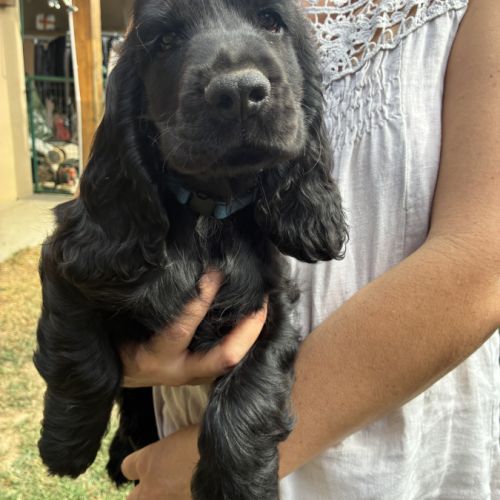 Cocker anglais spaniel #4