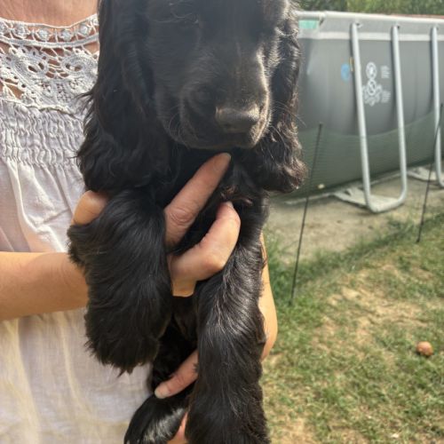 Cocker anglais spaniel #5