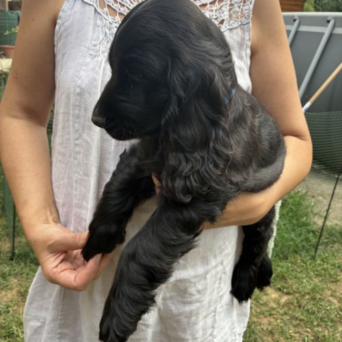 Cocker anglais spaniel #6