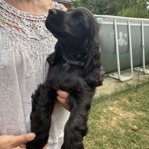 Cocker anglais spaniel #0