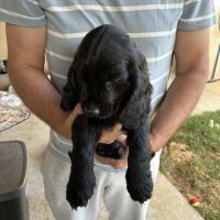 Cocker anglais spaniel #1